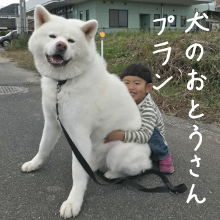 おとうさんプラン（たみに秋田犬がいる日）