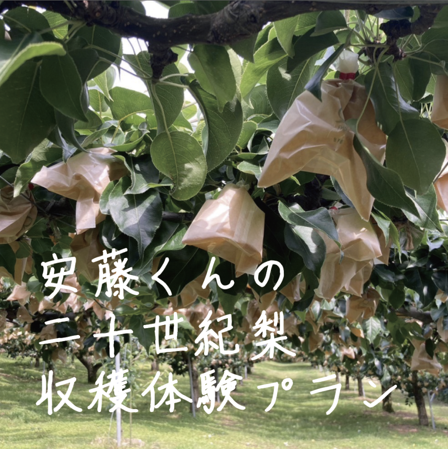 安藤くんの梨の収穫体験プラン